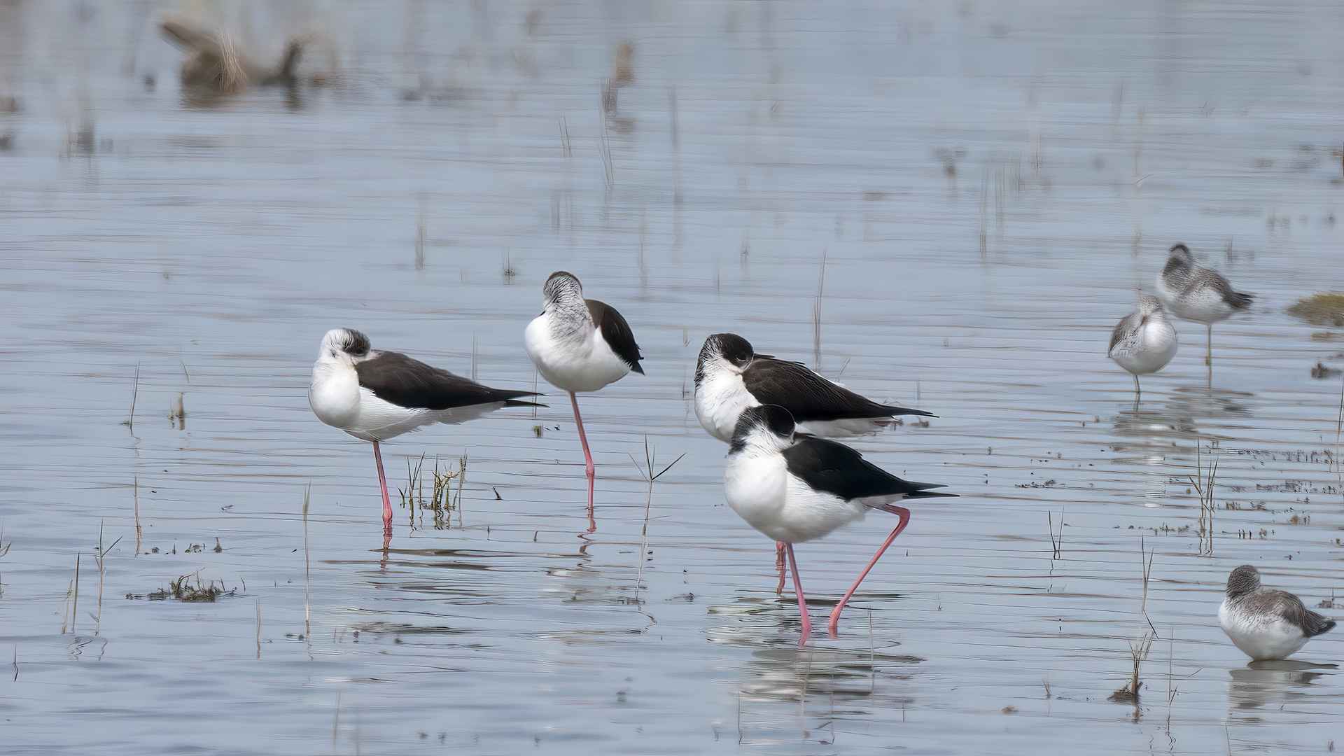 Uzunbacak